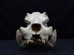 Hippopotamus full skull Tand - Hippopotamus amphibius (copy, Verzamelen, Nieuw