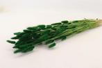 Lagurus Ovatus 100 gr in hoes Groen Pluimgras graspluimen, Ophalen of Verzenden, Nieuw