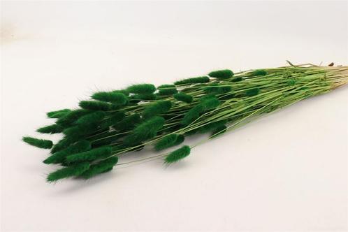 Lagurus Ovatus 100 gr in hoes Groen Pluimgras graspluimen, Hobby en Vrije tijd, Knutselen, Nieuw, Ophalen of Verzenden