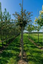 Acer rufinerve hoogstam, Tuin en Terras, Planten | Tuinplanten