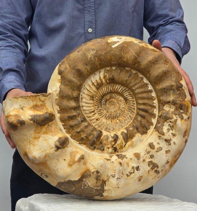 Grote ammoniet - 24 kg - Gefossiliseerde schelp -, Verzamelen, Mineralen en Fossielen