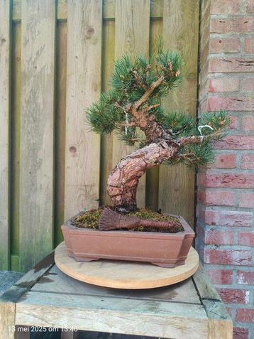 Den bonsai (Pinus) - Hoogte (boom): 35 cm - Diepte (boom): beschikbaar voor biedingen