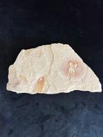 Fossiele vis - Fossiel skelet - Cyclobatis - 15 cm - 28.5 cm