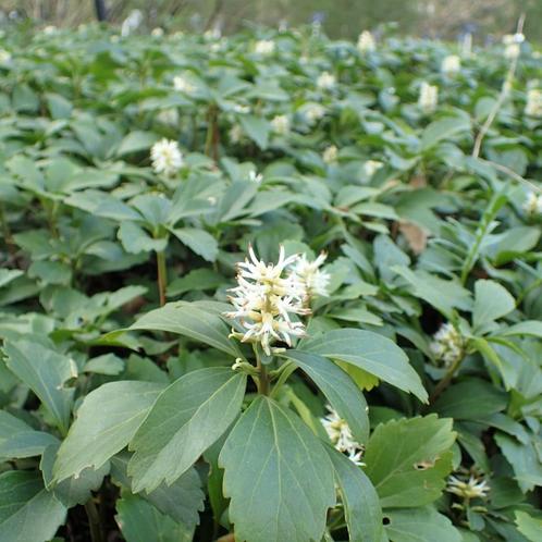 Pachysandra terminalis - Potmaat 9x9 cm, Tuin en Terras, Planten | Tuinplanten, Ophalen of Verzenden