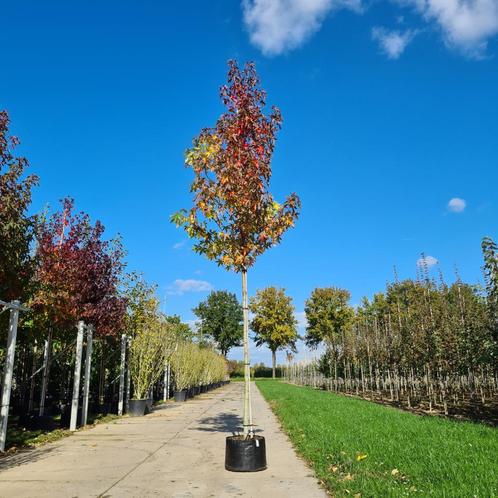 Amberboom Liquidambar Worplesdon | Prachtige herfstkleuren, Tuin en Terras, Planten | Bomen