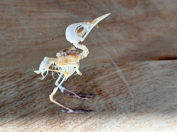 Vogel Taxidermie volledige montage - Orthotomus ruficeps - 7, Verzamelen, Dierenverzamelingen