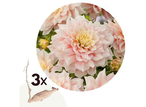 Dahlia Break Out (Dinnerplate/XL) - Set van 3 knollen -, Huis en Inrichting, Kamerplanten, Verzenden