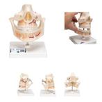 Anatomie model volwassen gebit, 16x12x13 cm, Verzenden, Nieuw