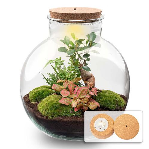 Terrarium Bolder Bob Bonsai + Led verlichting in kurk, Huis en Inrichting, Kamerplanten, Minder dan 100 cm, Overige soorten, Groene kamerplant