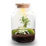 Planten terrarium - Little Milky + Led lamp  25 cm, Verzenden