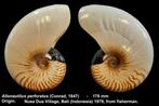 Nautilus Zeeschelp - Sehr seltene Allonautilus perforatus, Nieuw