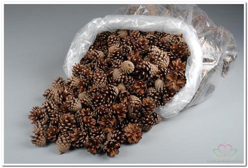 Denneappel silvester sylvesters raap +/- 5 kg dennenappel, Hobby en Vrije tijd, Knutselen, Nieuw, Ophalen of Verzenden