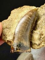 Fossiele tand - Tyrannosaure (in situ) - Hill County -, Verzamelen