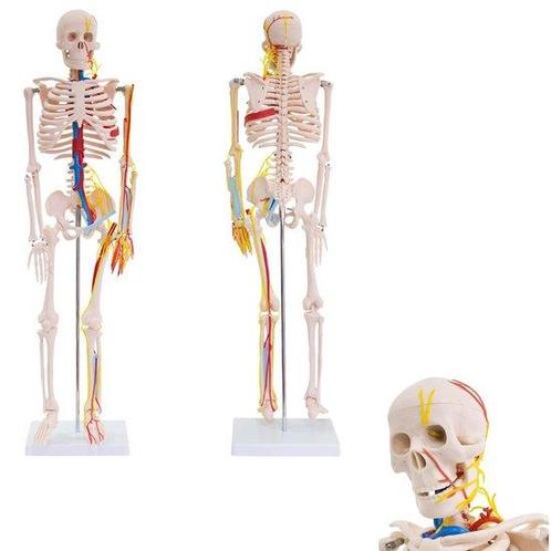 Anatomie model menselijk skelet (met zenuwen en bloedvaten), Sport en Fitness, Overige Sport en Fitness, Verzenden