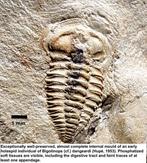 Extreem zeldzame Bigotinops dangeardi met zachte weefsels.