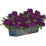 Verbena - Paars / Balkonbak 100 cm, Ophalen of Verzenden