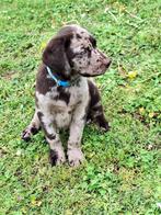 Prachtige Labrador pup - Choco merle - van familie kennel, Dieren en Toebehoren, Honden | Retrievers, Spaniëls en Waterhonden