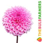 The Bulb Farmers - 12 x Dahlia Sandra - lila, Verzenden, Voorjaar, Volle zon, Bloembol