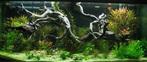 Spider wood 70-90cm aquarium decoratie hout (Hardscaping), Verzenden, Nieuw