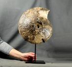 Extreem opzichtig Krijt- ammoniet op standaard -, Verzamelen, Mineralen en Fossielen