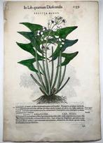 Giorgio Liberale; W. Meyerpeck - Folio, 2 large woodcuts,, Antiek en Kunst