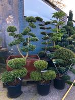 Tuinbonsai/niwaki/vormsnoei, Elke zondag open in juni!, Tuin en Terras, Planten | Bomen, In pot, Halfschaduw, Overige soorten