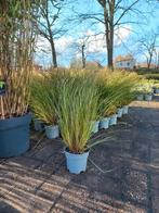 Carex Prairie fire, Ophalen