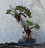 Jeneverbes bonsai (Juniperus) - Hoogte (boom): 70 cm -