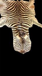 Burchell-zebra Taxidermie volledige montage - Equus quagga -, Nieuw