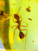 Amber - Barnsteen - ant, Burmese Amber, Insect Amber (Zonder