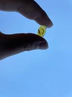 Amber - Barnsteen - Microcoryphia, Burmese Amber, Insect