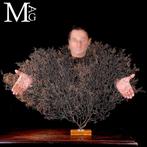 Natuurlijke zwarte Gorgonia - Een moderne Wunderkammer -