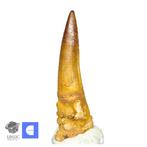 Uitstekende Mooi Bewaarde Spinosaurus Dinosaurus Tand -, Verzamelen, Mineralen en Fossielen