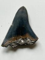 Megalodon tand 6,2 cm - Fossiele tand - Carcharocles