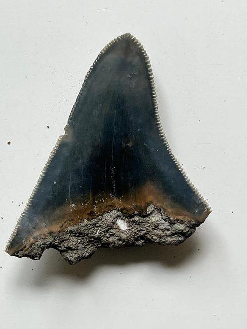 Megalodon tand 6,2 cm - Fossiele tand - Carcharocles, Verzamelen, Mineralen en Fossielen