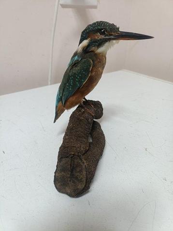 IJsvogel Taxidermie volledige montage - Alcedo atthis - 11 beschikbaar voor biedingen