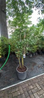 Syringa vulgaris Charles Joly Sering 175cm Paars rood, Tuin en Terras, Ophalen