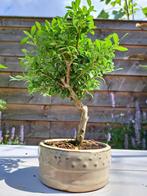 ilex cesmina bonsai (japanse hulst) - Hoogte (boom): 20 cm -