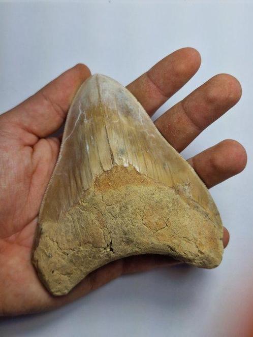 Megalodon - Fossiele tand - 12 cm, Verzamelen, Mineralen en Fossielen