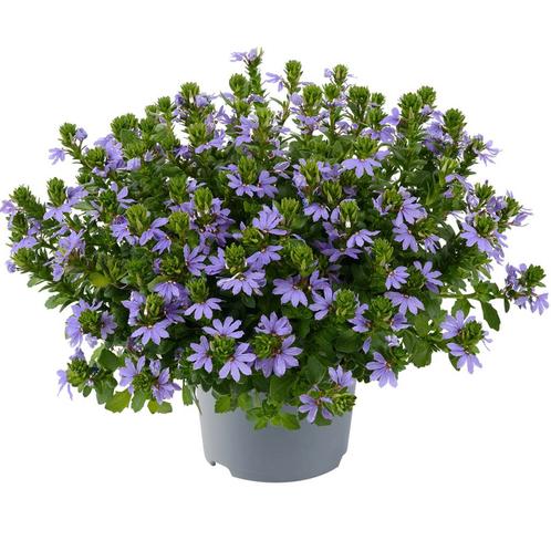 Scaevola - Blauw / Hangpot 14cm, Tuin en Terras, Planten | Tuinplanten, Ophalen of Verzenden