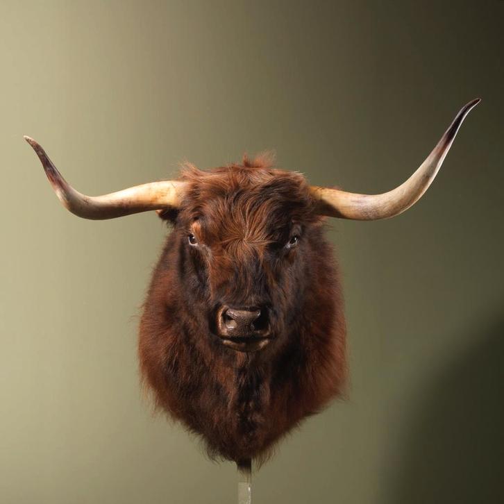 Schotse Hooglander Taxidermie Opgezette Dieren By Max, Verzamelen, Dierenverzamelingen, Opgezet dier, Nieuw, Wild dier, Ophalen of Verzenden