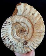 Ammoniet - Gefossiliseerd dier - Kranaosphinctes roedereri