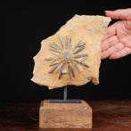 Fossiele Echinoïde op matrix - Asterocidaris Bistriata -
