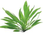 Easy Grow Helanthium Bolivianum in vitro cup, Nieuw, Ophalen of Verzenden