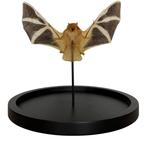 Vleermuis Taxidermie volledige montage - Kerivoula Picta -, Antiek en Kunst, Curiosa en Brocante