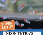 Twente SUPER aanbieding 10 neon tetra s nu  7.95, Dieren en Toebehoren, Vissen | Aquariumvissen, Zoetwatervis, Schoolvis, Vis