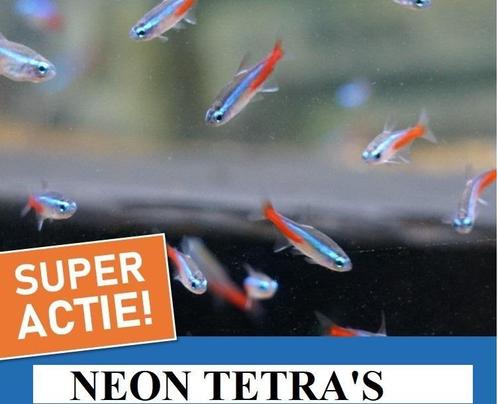 Twente SUPER aanbieding 10 neon tetra s nu  7.95, Dieren en Toebehoren, Vissen | Aquariumvissen, Vis, Zoetwatervis, Schoolvis
