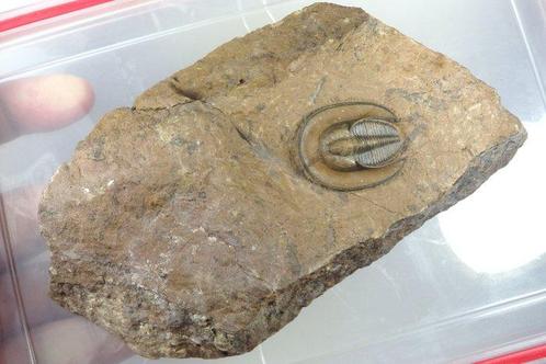 Trilobiet - Fossiele sterfteplaat - Lioharpes - Main, Verzamelen, Mineralen en Fossielen
