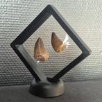 Mosasaurus - Fossiele tand - Unieke mosasaurus tanden Groot