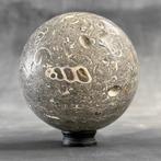 Paar prachtige Turritellas - Fossiel fragment - Sphere and, Antiek en Kunst